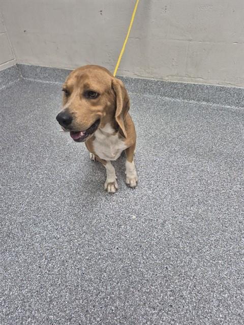 Photo of A187953, adoptable Beagle in Pasadena, Texas