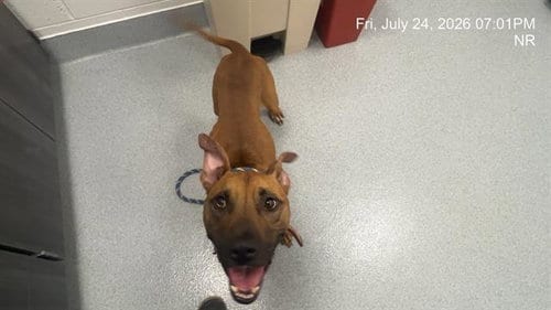Photo of Oscar, adoptable American Pit Bull Terrier in Ocala, Florida