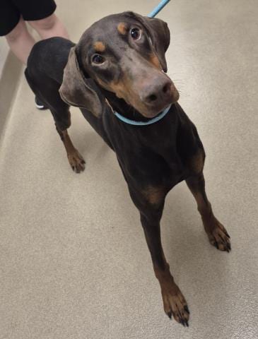 Photo of Jessie, adoptable Doberman Pinscher in Decatur, Illinois