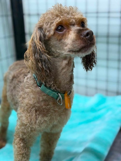 Photo of Linden, adoptable Poodle (Miniature) in Mukwonago, Wisconsin