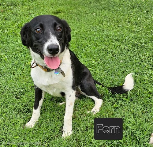 Photo of Fern, adoptable Border Collie in Franklin, Tennessee