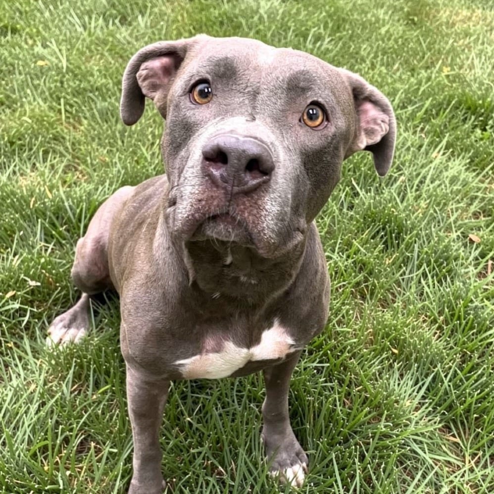 Photo of Clementine, adoptable Terrier, Pit Bull in Henderson, Nevada