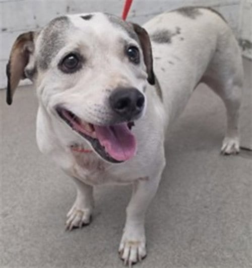 Photo of Bowie, adoptable Beagle in San Bernardino, California