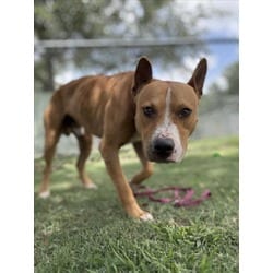 Photo of Yoda, adoptable Basenji American Pit Bull Terrier in Texas City, Texas