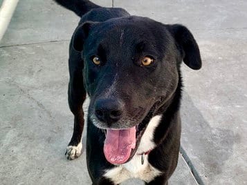 Photo of Harper, adoptable Labrador Retriever in Martinez, California