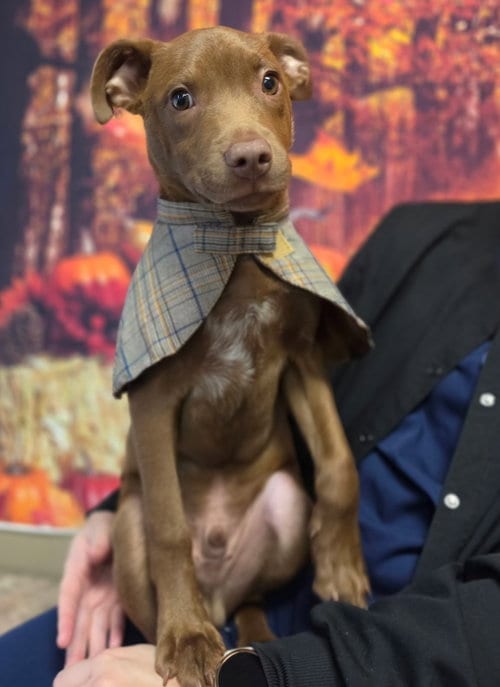 Photo of Otto, adoptable Border Collie in West Des Moines, Iowa