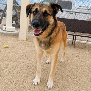 Photo of Usher, adoptable German Shepherd Dog in Thousand Palms, California