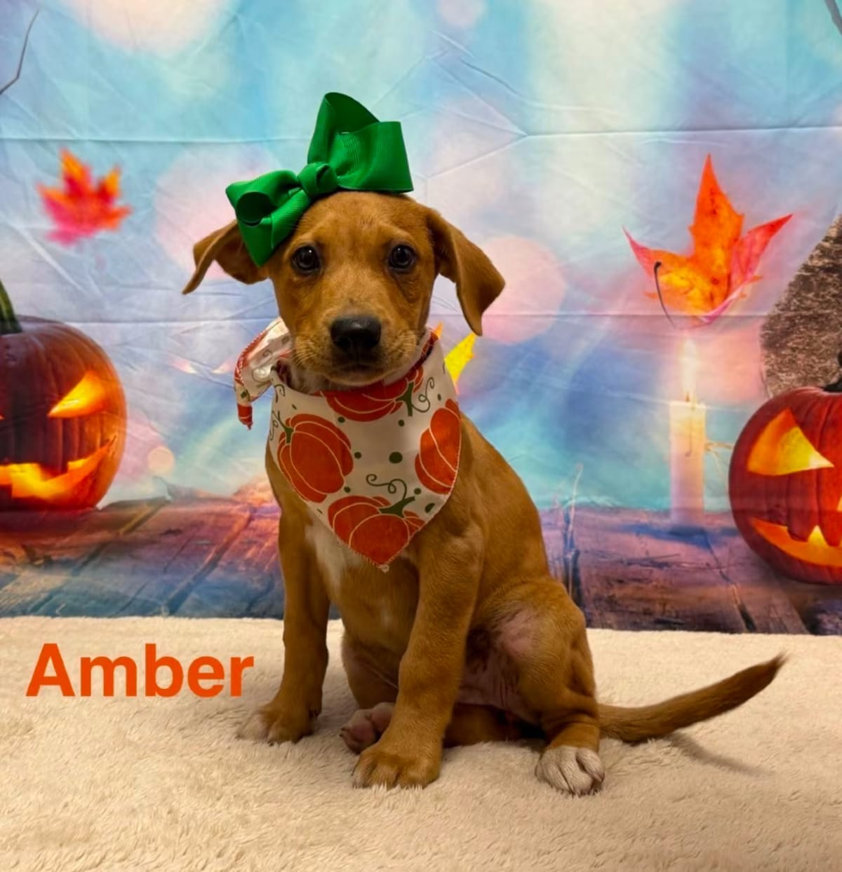 Photo of Amber, adoptable Beagle/Mixed Breed (Medium) in Columbia, Maryland