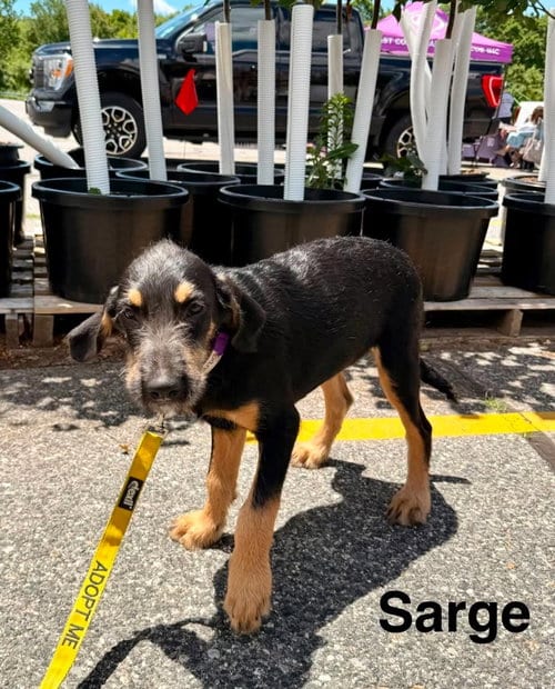 Photo of Sarge, adoptable Labrador Retriever in LEBANON, Connecticut