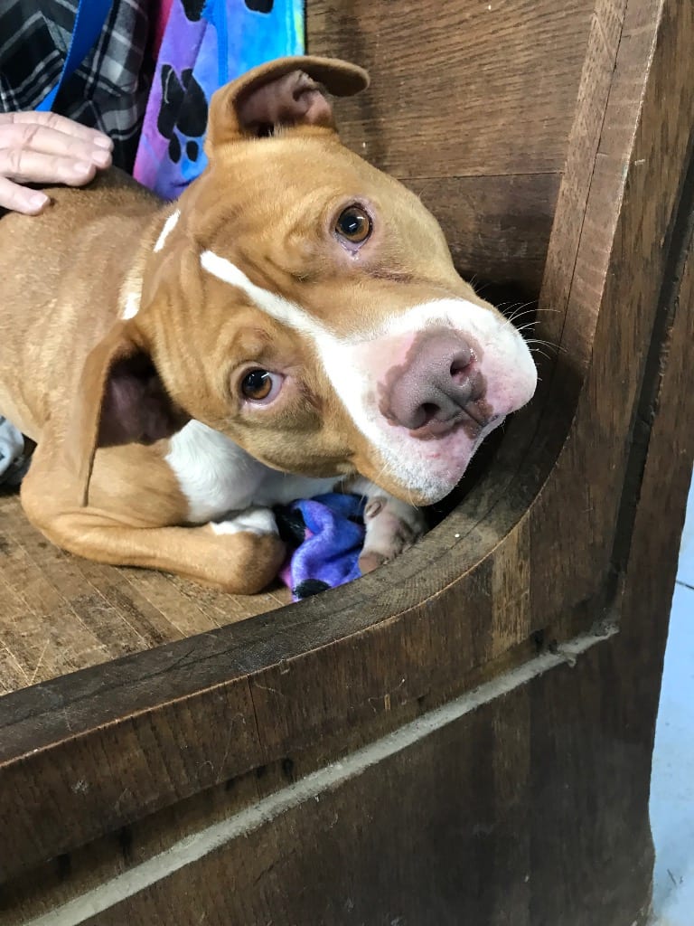 Photo of Rocky, adoptable Staffordshire Bull Terrier in Crossville, Tennessee
