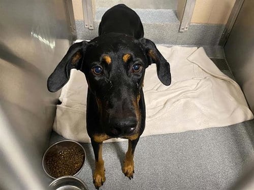 Photo of Adele, adoptable Doberman Pinscher in Orange, California