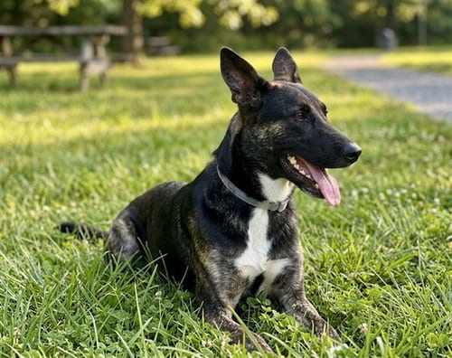 Photo of Bruster, adoptable German Shepherd Dog in Baldwin Park, California