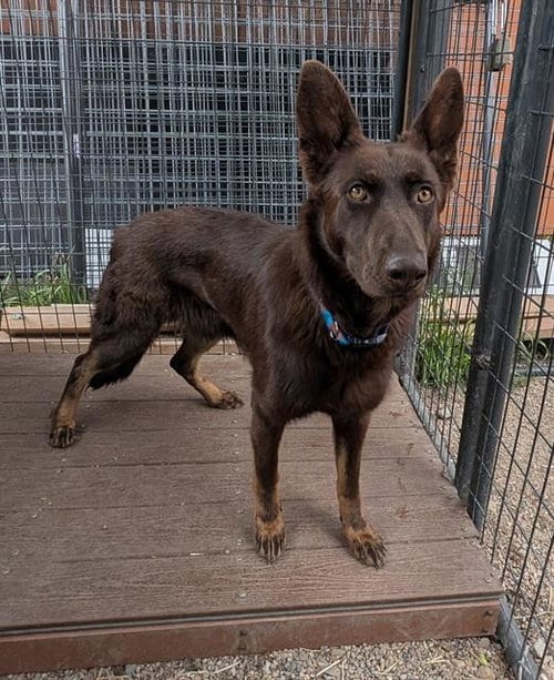 Photo of Lumine, adoptable German Shepherd Dog in Frisco, Colorado