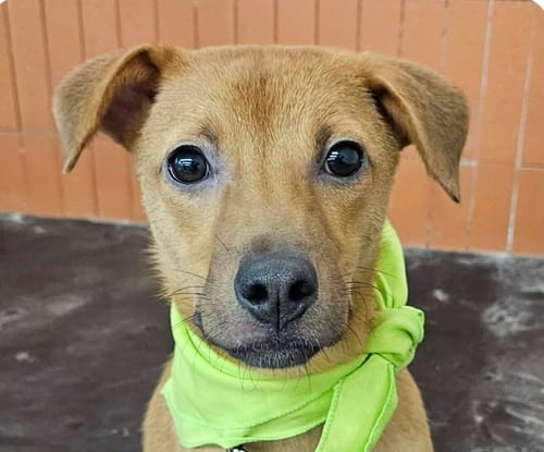 Photo of Danny, adoptable Jindo (Korean) in San Ramon, California