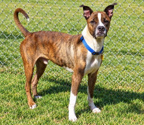 Photo of Max, adoptable Terrier in Oklahoma City, Oklahoma