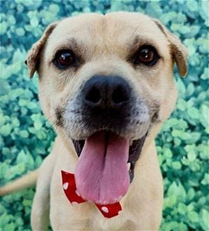Photo of Gordy, adoptable Shar Pei in Dana Point, California