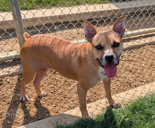 Photo of Layla, adoptable Pit Bull Terrier in Plano, Texas