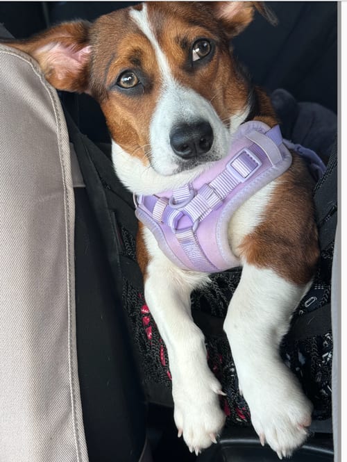 Photo of Bella, adoptable Dachshund in Atlanta, Georgia