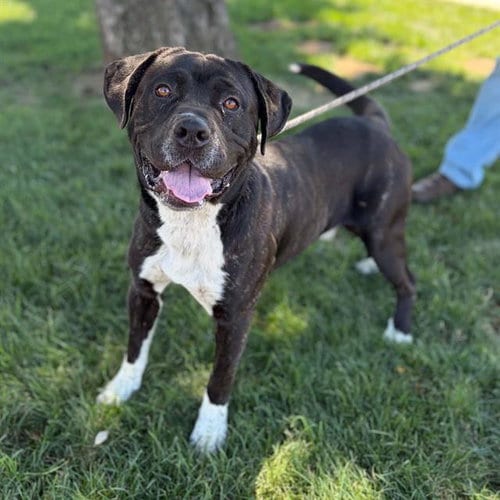 Photo of Major, adoptable Pit Bull Terrier in Modesto, California