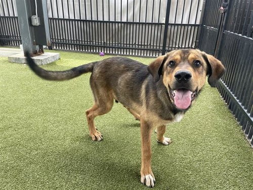 Photo of Harbor, adoptable German Shepherd Dog in Waco, Texas