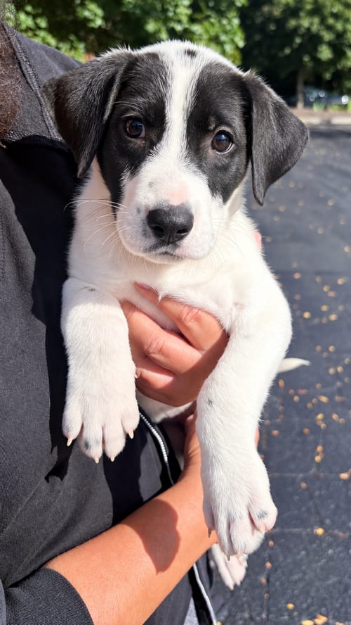 Photo of Arthur, adoptable Pit Bull Terrier in Clarkston, Michigan