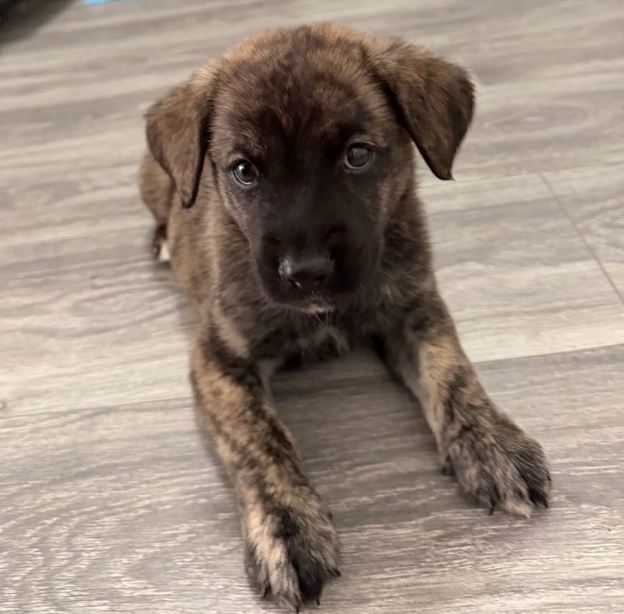 Photo of Spumoni, adoptable Flat-Coated Retriever in Brooklyn, New York