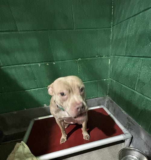 Photo of Maddie, adoptable Pit Bull Terrier in Forestville, Maryland