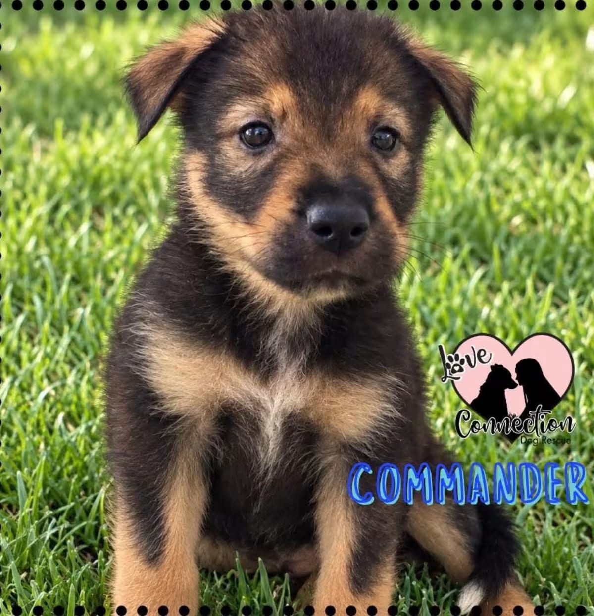 Photo of Commander, adoptable Australian Shepherd/Border Collie in Gilbert, Arizona