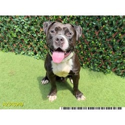 Photo of Moon, adoptable Mixed Breed (Medium) in West Palm Beach, Florida