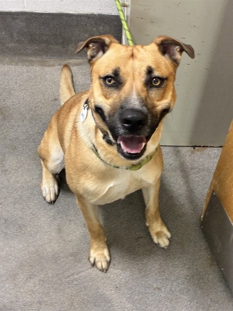 Photo of Rocky, adoptable German Shepherd Dog in Forestville, Maryland