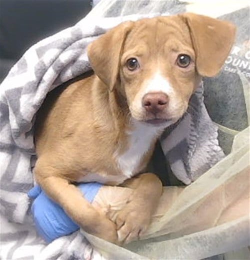 Photo of Little Timmy, adoptable Chihuahua in Phoenix, Arizona