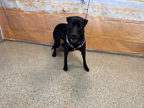 Photo of Sasha, adoptable Labrador Retriever in Miami, Florida