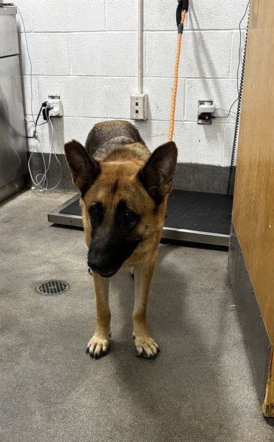 Photo of Merlina, adoptable German Shepherd Dog in Forestville, Maryland