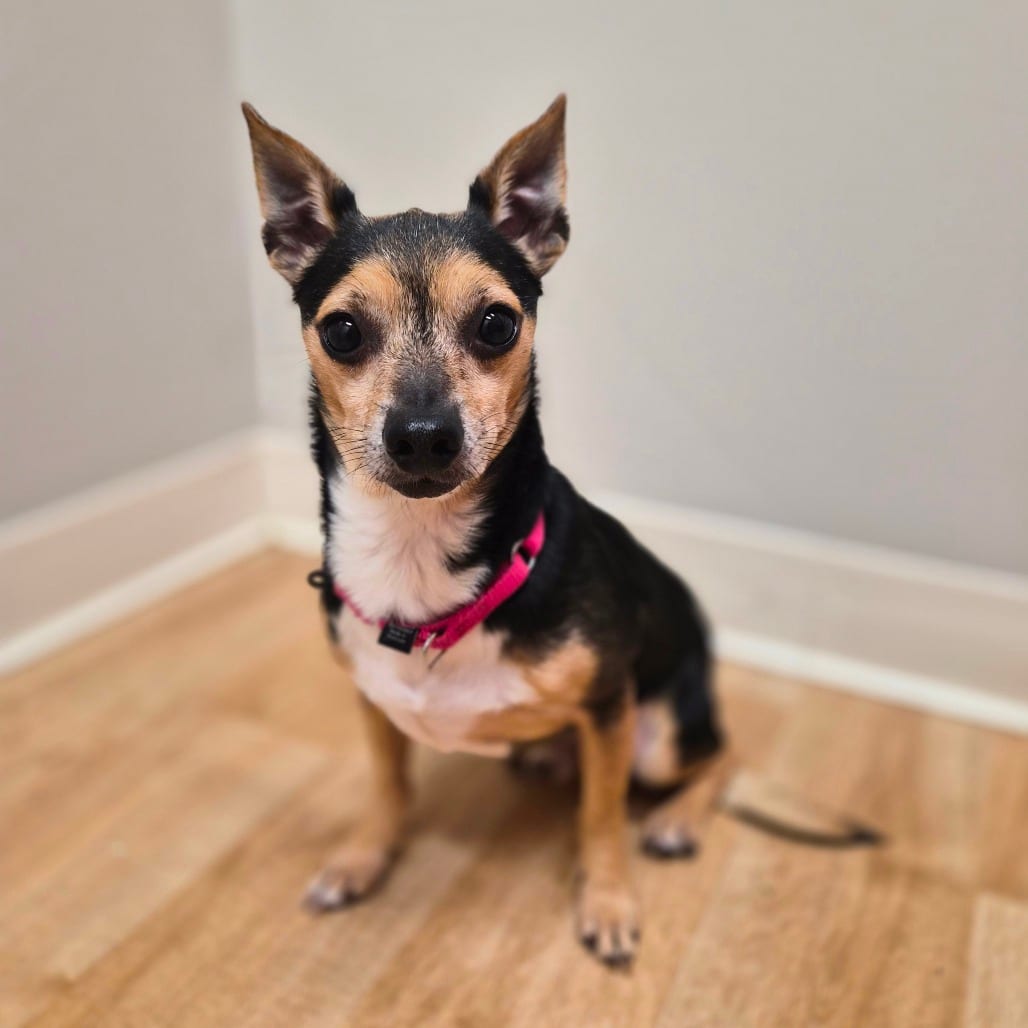 Photo of Carson, adoptable Chihuahua in Woodstock, Illinois
