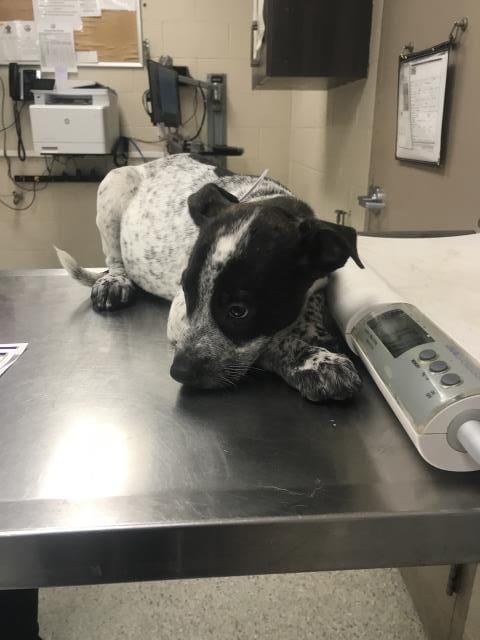 Photo of Rooter, adoptable Australian Cattle Dog/Blue Heeler in Conroe, Texas