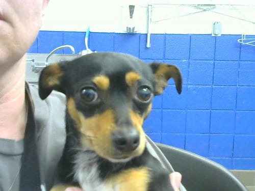 Photo of Extra, adoptable Chihuahua in Albuquerque, New Mexico