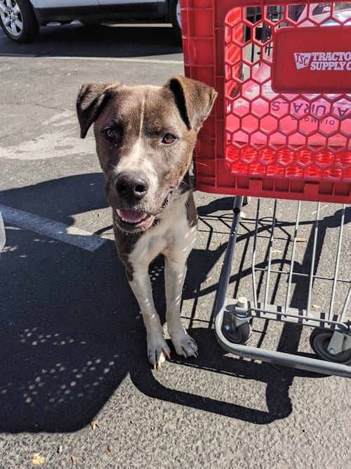 Photo of Banks, adoptable Australian Cattle Dog/Blue Heeler in San Juan Bautista, California