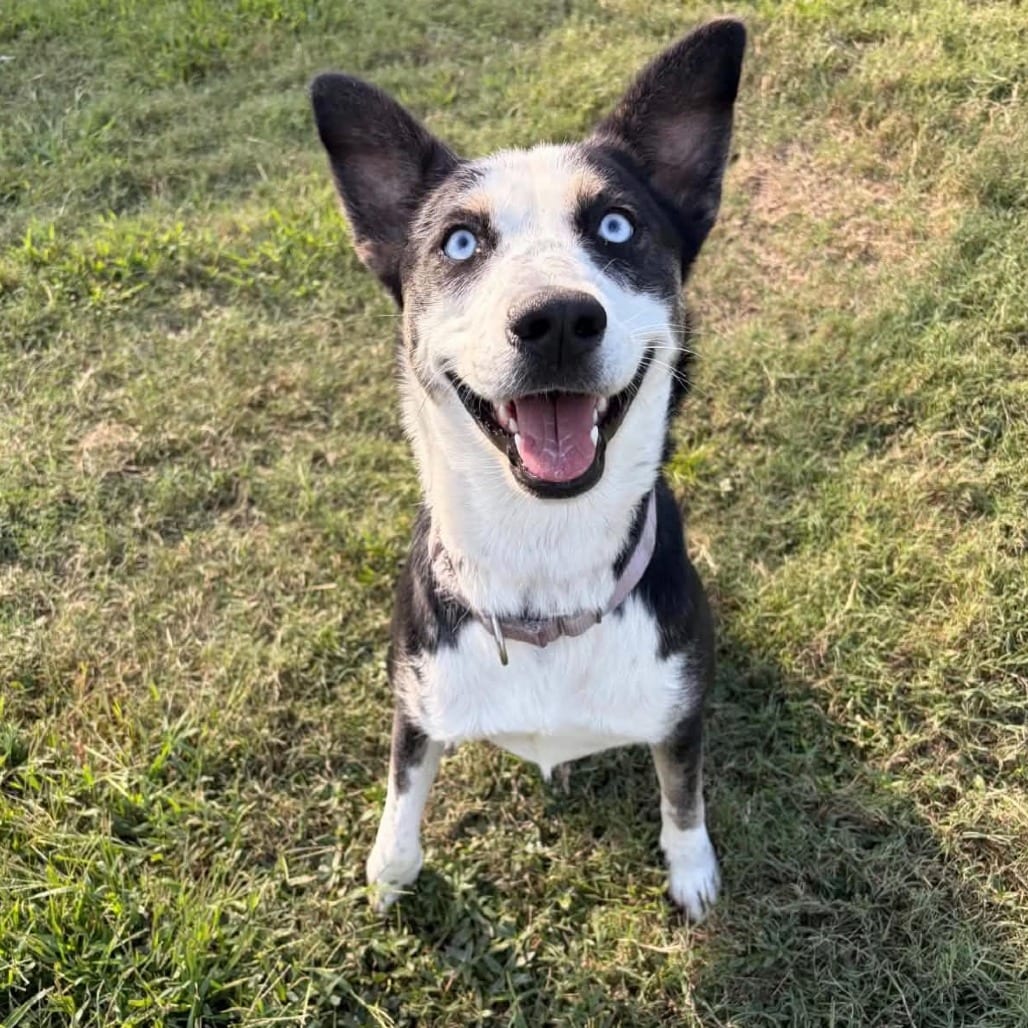 Photo of Clover, adoptable Mixed Breed (Large) in East Hanover, New Jersey