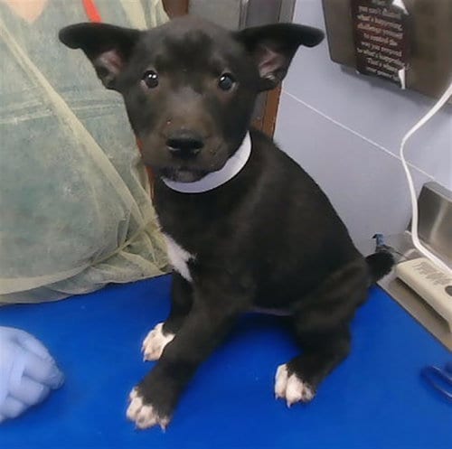 Photo of Augustus, adoptable German Shepherd Dog in Phoenix, Arizona