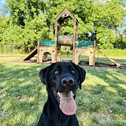 Photo of Jetti, adoptable Labrador Retriever in Carmel, New York