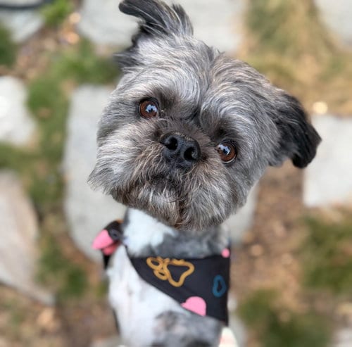 Photo of Hiccup, adoptable Shih Tzu in San Jose, California