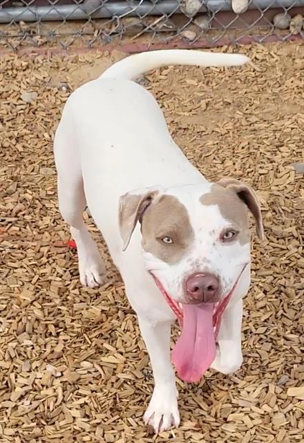 Photo of Magoo, adoptable American Pit Bull Terrier in Albuquerque, New Mexico
