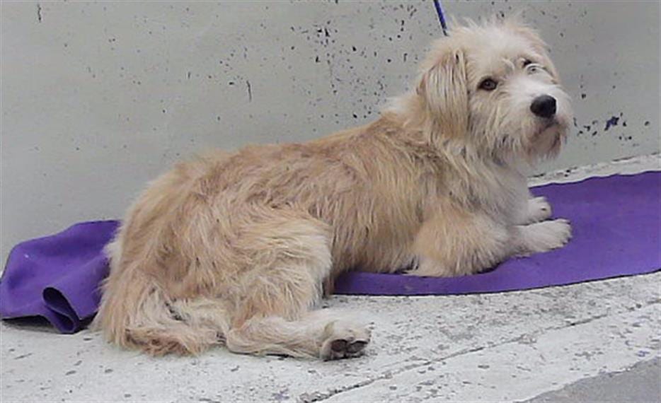 Photo of Peter, adoptable Schnauzer - Giant mix in Houston, Texas