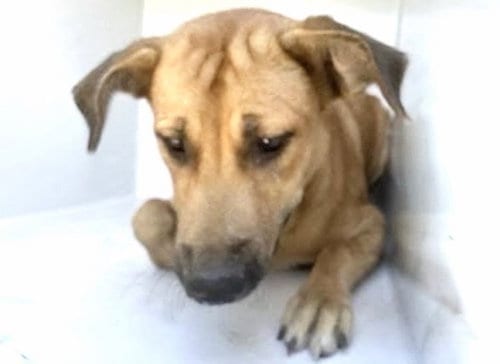 Photo of Vega, adoptable Labrador Retriever in Houston, Texas