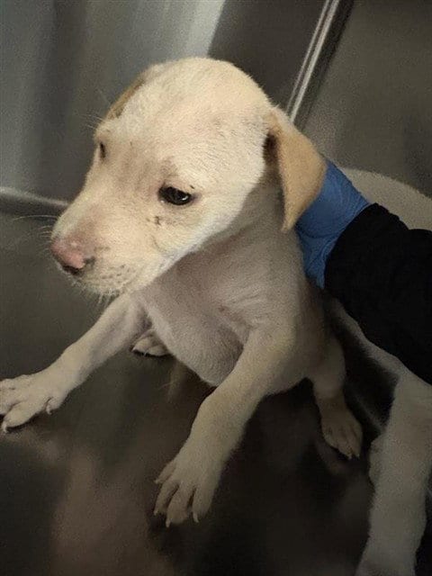 Photo of A663585, adoptable Labrador Retriever in Houston, Texas
