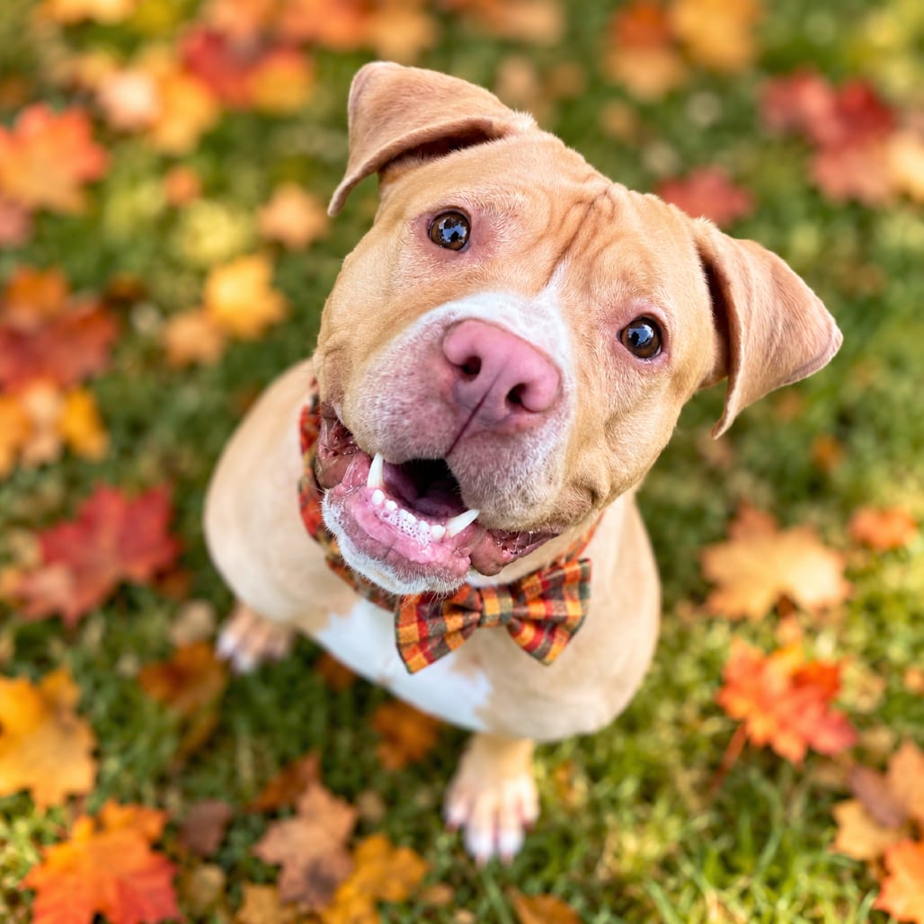 Photo of Salsa, adoptable Terrier, American Pit Bull / Mixed Breed (Medium) in Binghamton, New York