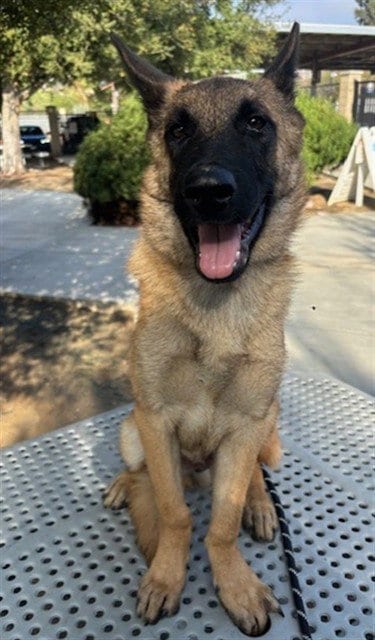 Photo of Lalo, adoptable Belgian Shepherd Malinois in Riverside, California