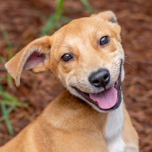 Photo of Hey Jude, adoptable Carolina Dog in Hilton Head, South Carolina