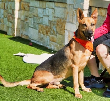 Photo of Tin Tin, adoptable German Shepherd/Mix