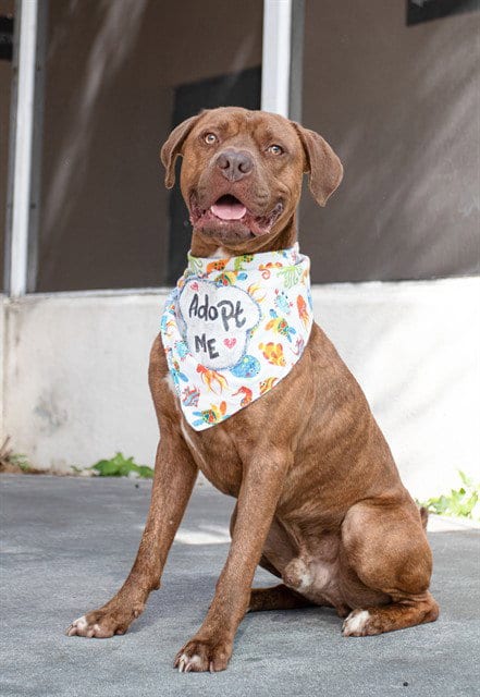 Photo of Topper, adoptable American Bulldog in Miami, Florida